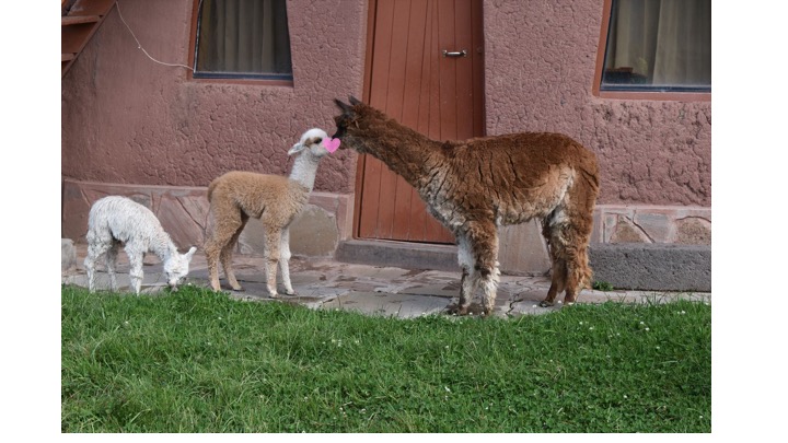 2017年2月南米スタディツアー】南米で会える可愛い動物たち！そのお肉
